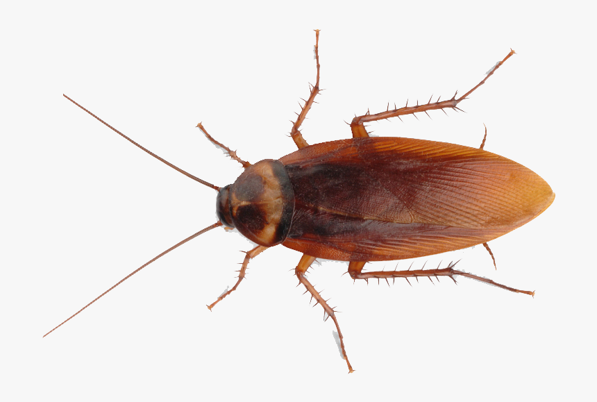 Cockroaches - Cockroach Png, Transparent Png, Free Download