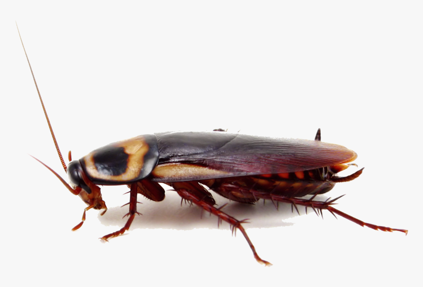 Cockroach Insect Pest Control Termite - City Roach, HD Png Download, Free Download