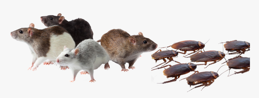 Bugs Pest Control Mice Rats Roaches Spiders Ants Scorpions - Bitcoin Is Rat Poison, HD Png Download, Free Download