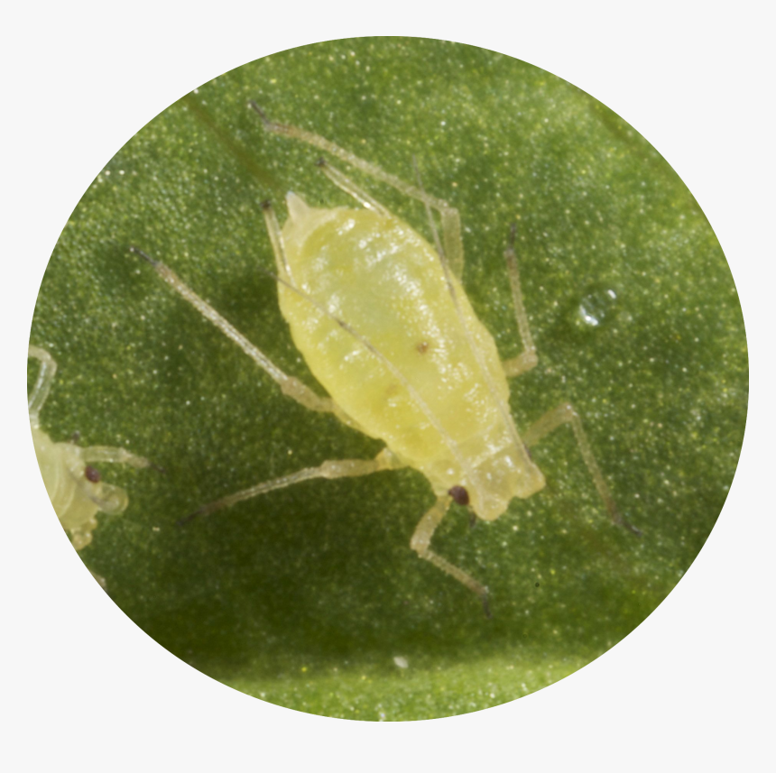 Green Peach Aphids - Potato Plant Potato Aphid, HD Png Download, Free Download