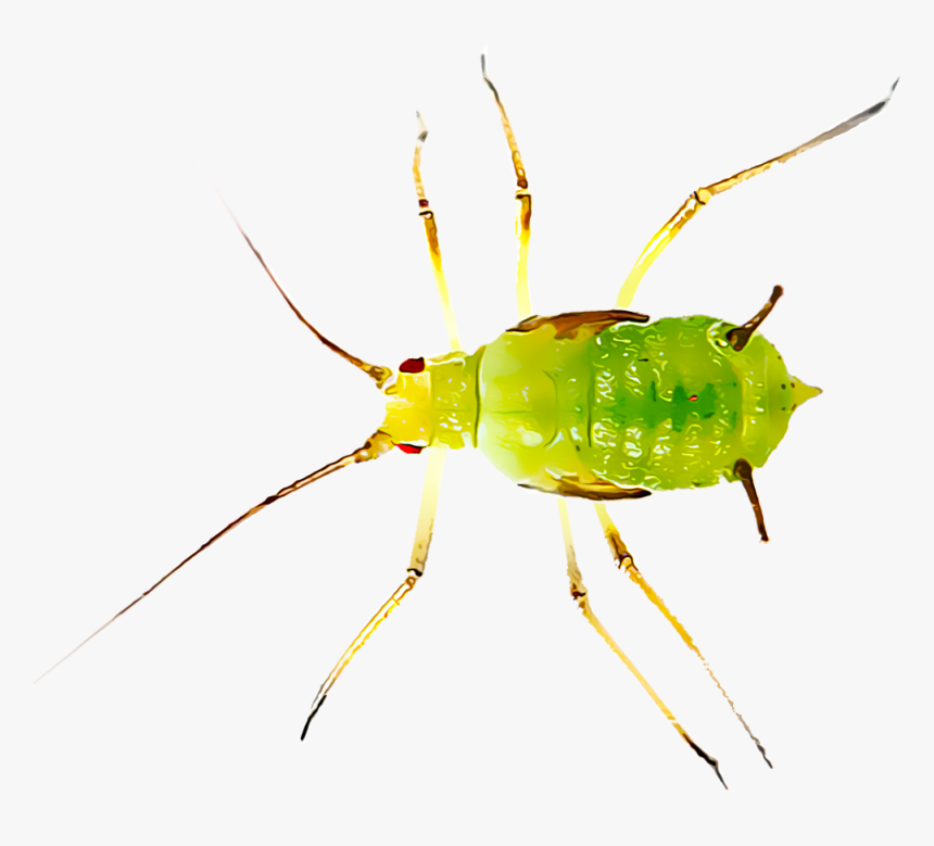 Transparent Pest Png - Aphid Png, Png Download, Free Download