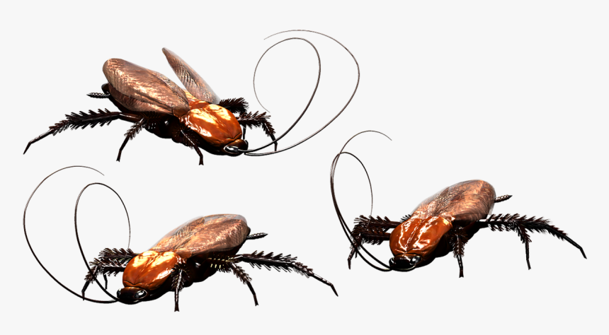 Cockroach, Bug, Insect, Pest, Gogga, Biology, Roach - Insecto Tipo Escarabajo Y Cucaracha, HD Png Download, Free Download