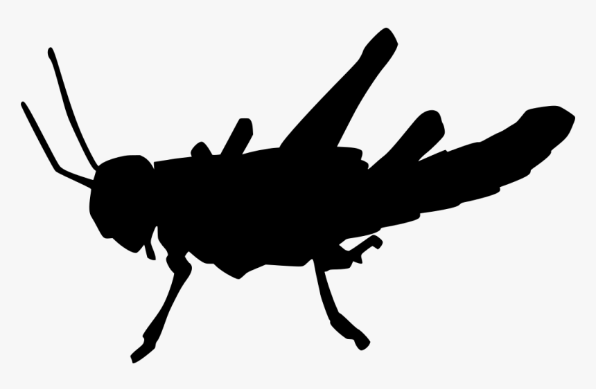 Download Png - Insect - Pest, Transparent Png, Free Download