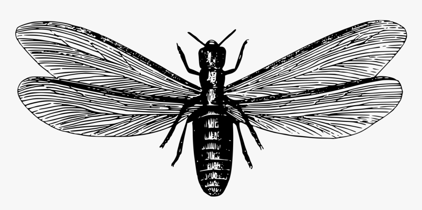 Transparent Ants Clipart Black And White - Termites Fly Black And White, HD Png Download, Free Download