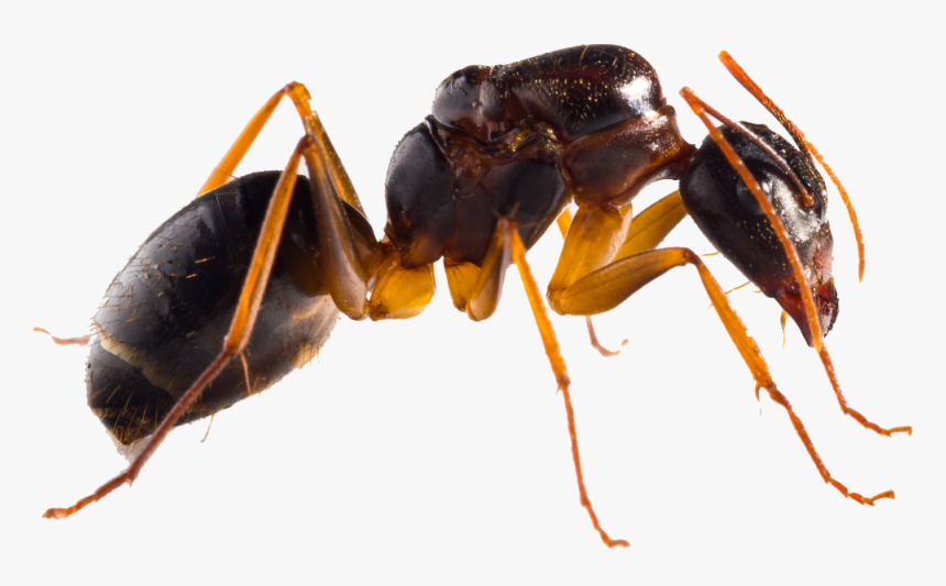 Ant - Mrówki Faraonki W Domu, HD Png Download, Free Download