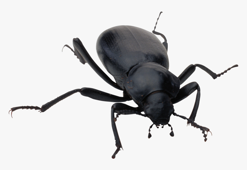 Bug Png Image - Bug Png, Transparent Png - kindpng