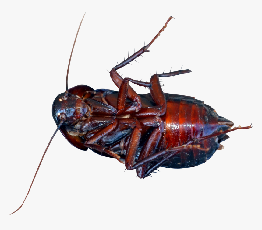 Cockroach Png, Transparent Png, Free Download