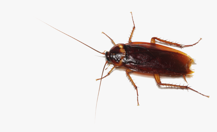 Cockroach Transparent, HD Png Download, Free Download