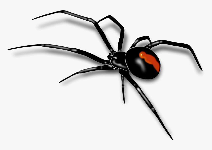 Red Back Spider Drawing, HD Png Download, Free Download