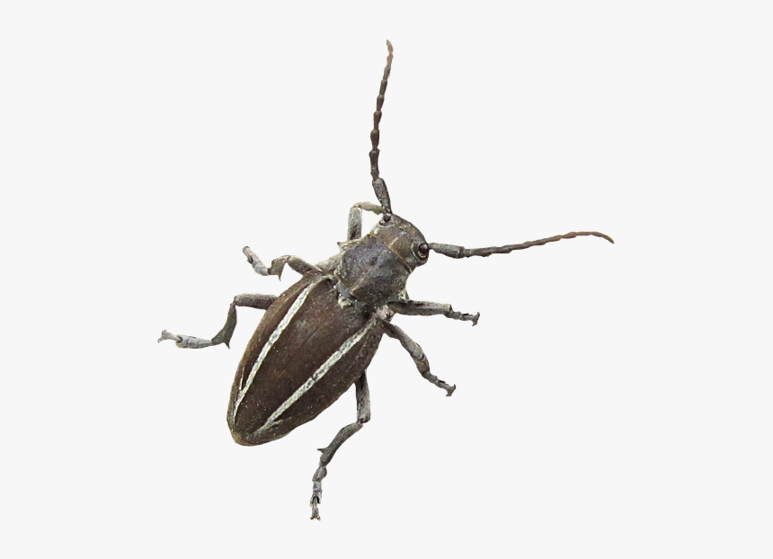 Insect, Bug, Longhorn, Beetle, Neodorcadion - Longhorn Beetle, HD Png Download, Free Download