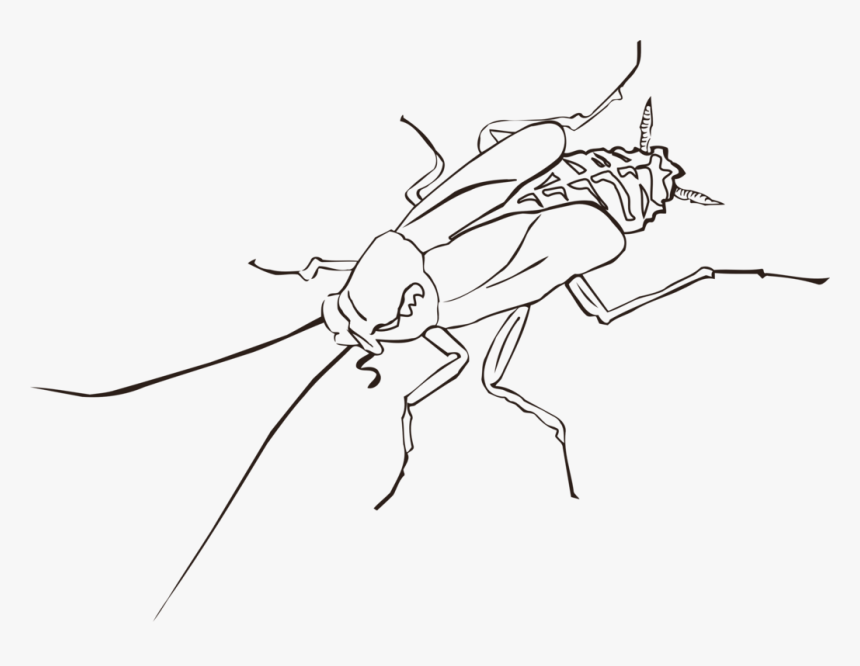Fly,line Art,angle - Outline Pic Of Cockroach, HD Png Download, Free Download