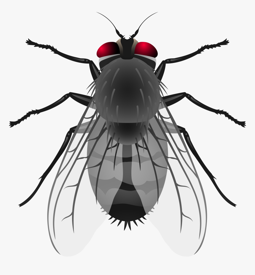 Fly Png Clip Art, Transparent Png, Free Download