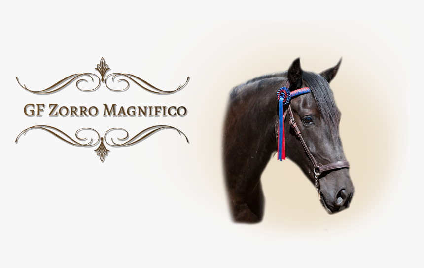 Gfzorro - Mane, HD Png Download, Free Download