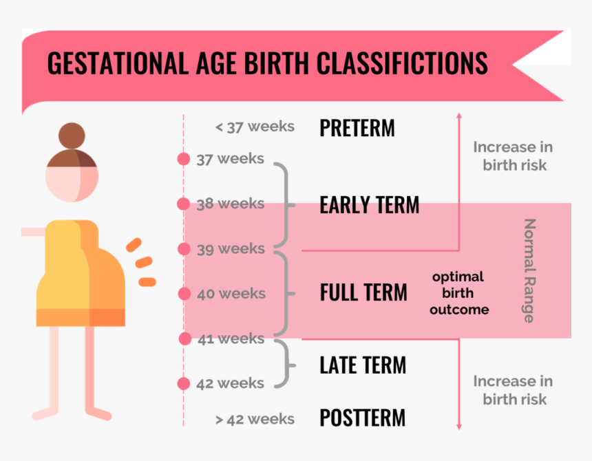 Transparent Fetus Png - Many Weeks Is A Normal Pregnancy, Png Download, Free Download