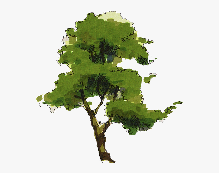 Sketchy Tree Elevation Png, Transparent Png, Free Download