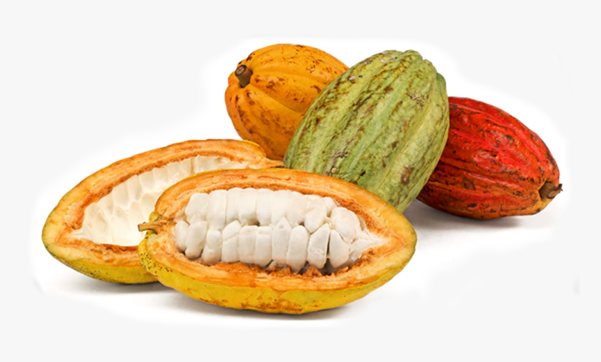 Image Module - Imagen De Mazorca De Cacao, HD Png Download, Free Download