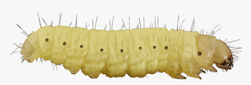 Larva Clipart, HD Png Download, Free Download