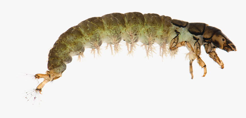 Hydropsyche Siltalai Larva - Larvae Trichoptera, HD Png Download, Free Download