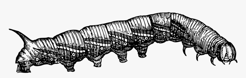 Caterpillar Illustrations, HD Png Download, Free Download