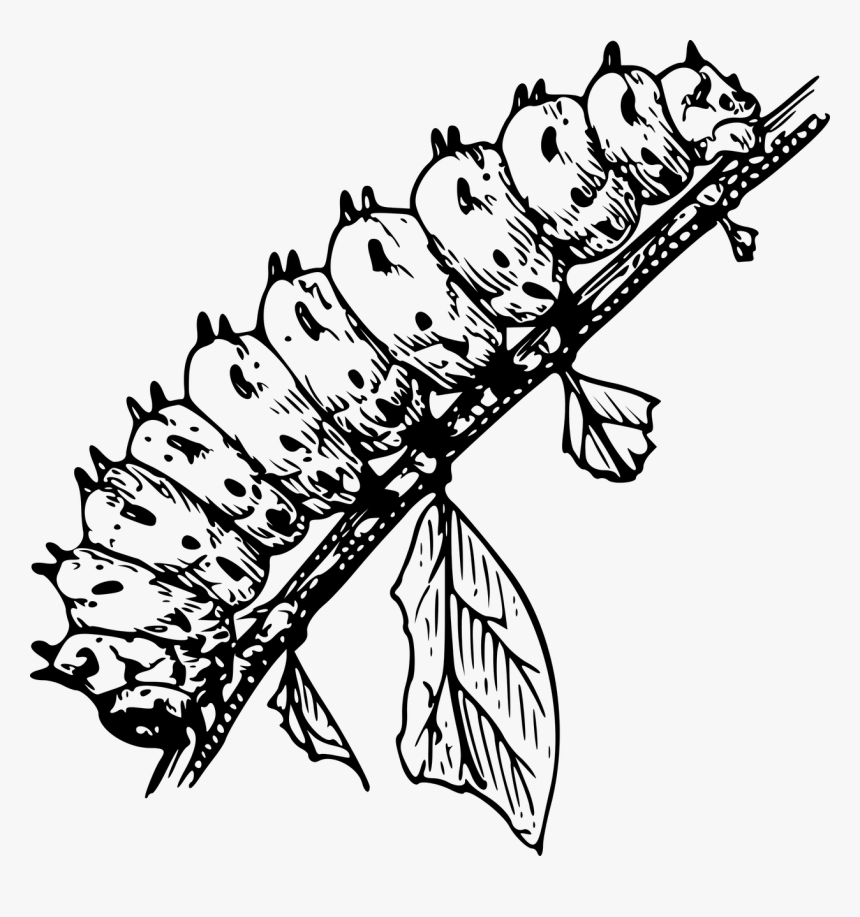 Larva Black And White, HD Png Download, Free Download