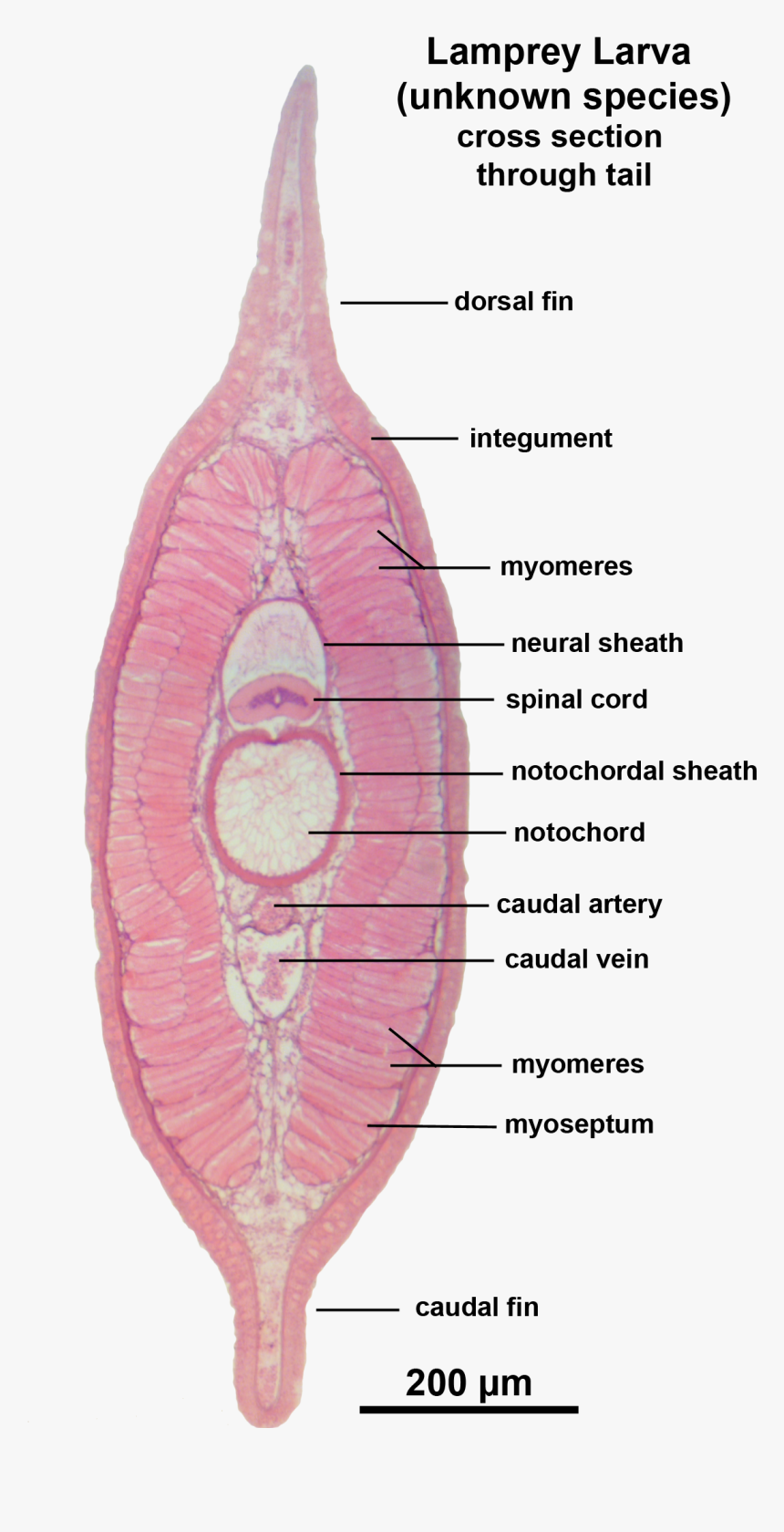 Lamprey Larva X Sect Tail Labelled - Lamprey Cross Section Labeled, HD Png Download, Free Download