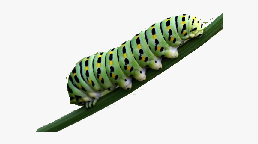 Butterfly Caterpillar Larva Pollinator - Larva Of Butterfly Clipart, HD Png Download, Free Download