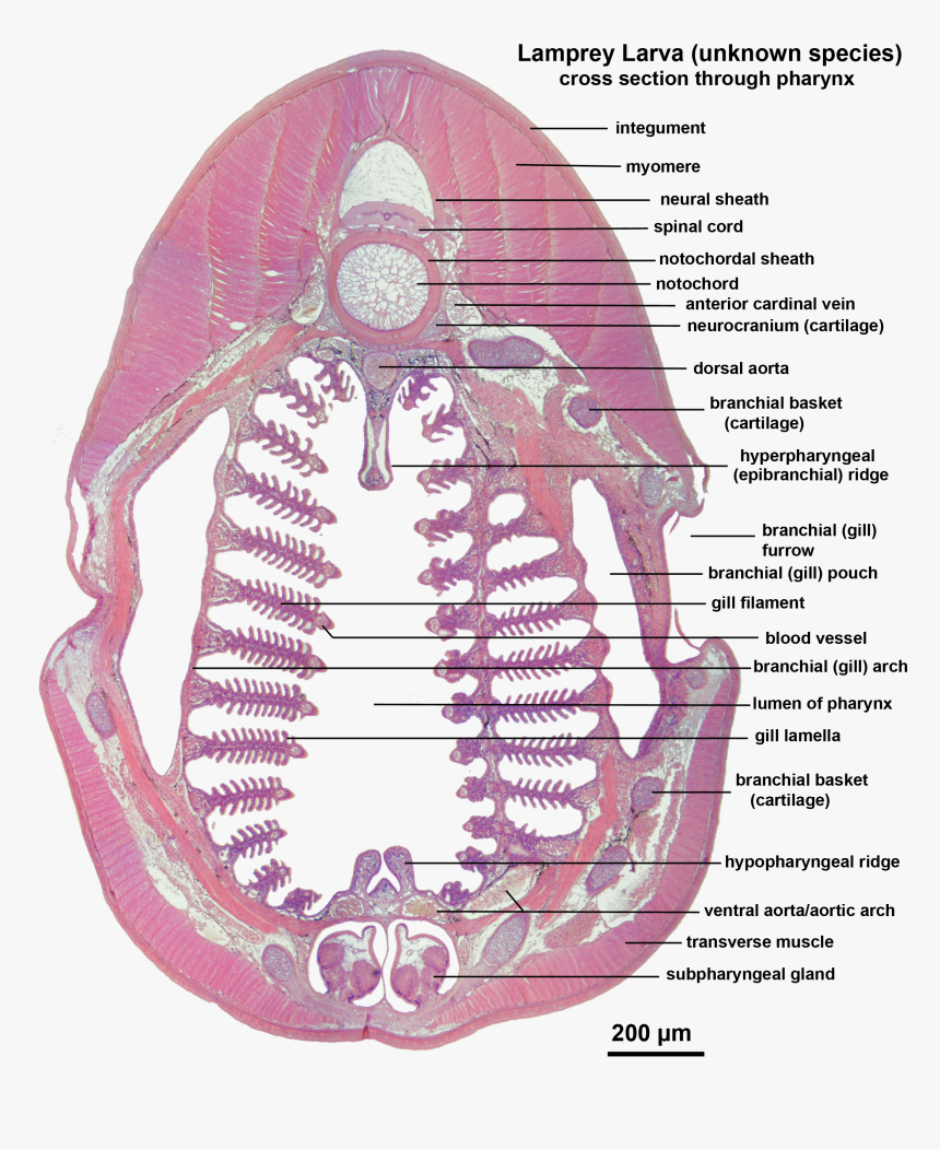 Lamprey Larva X Sect Pharynx Labelled - Pharynx Kids, HD Png Download, Free Download