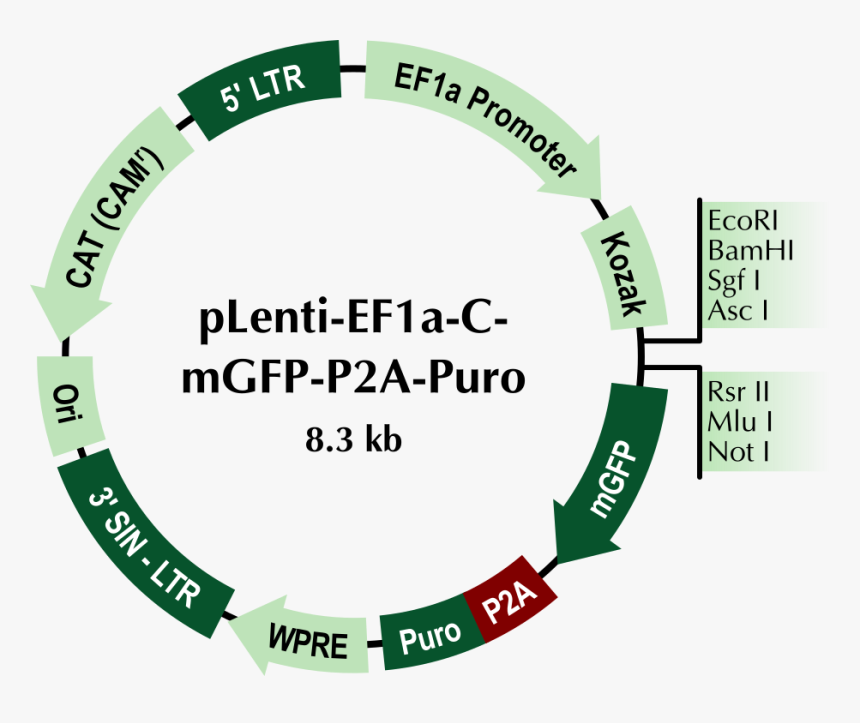 Circle, HD Png Download, Free Download