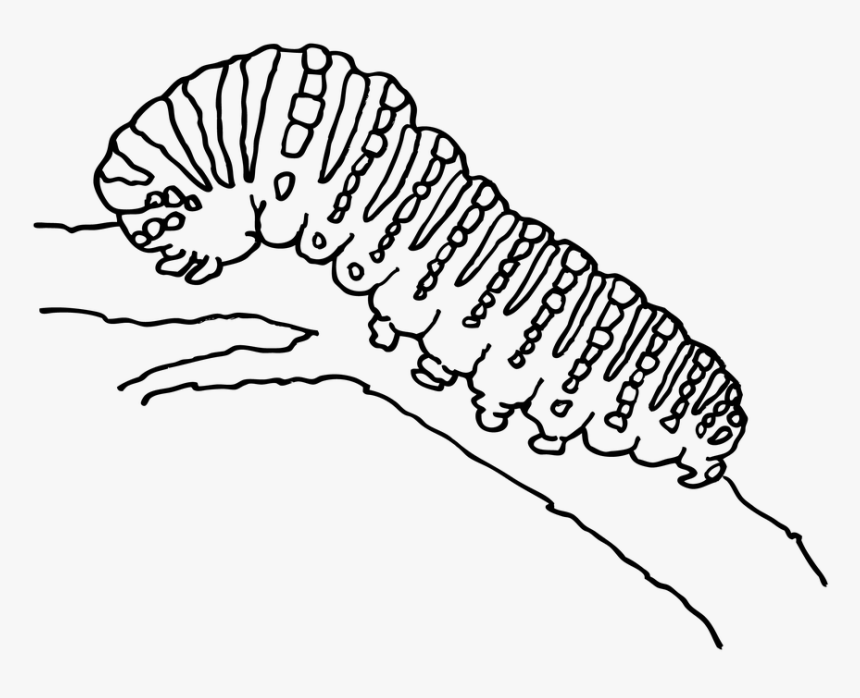 Caterpillar Outline, HD Png Download, Free Download