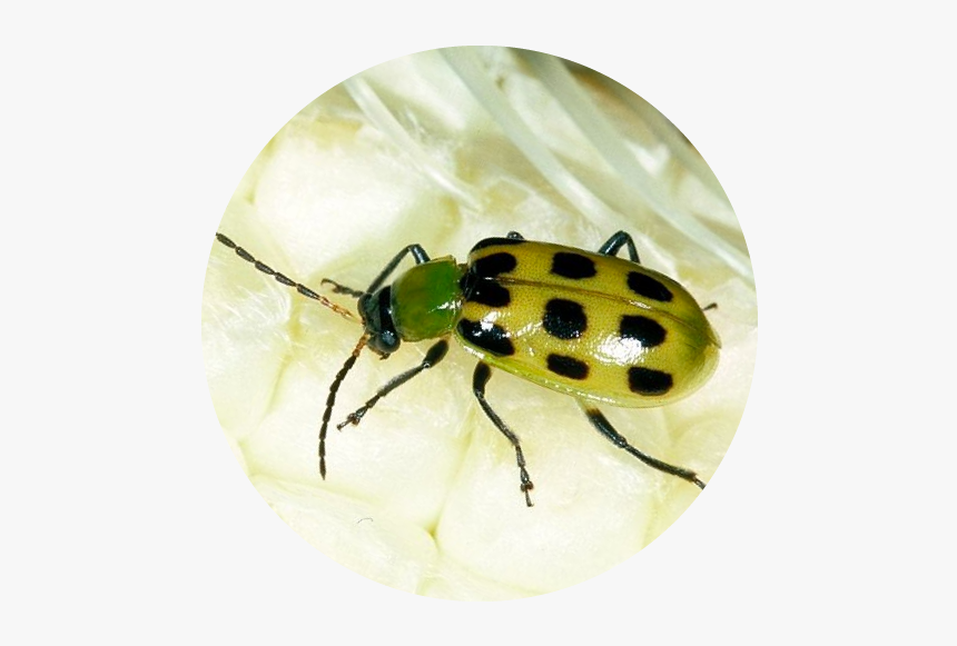 Cucumber Beetles It"s Larva, Corn Rootworms, Are Costly - Leaf Beetle, HD Png Download, Free Download