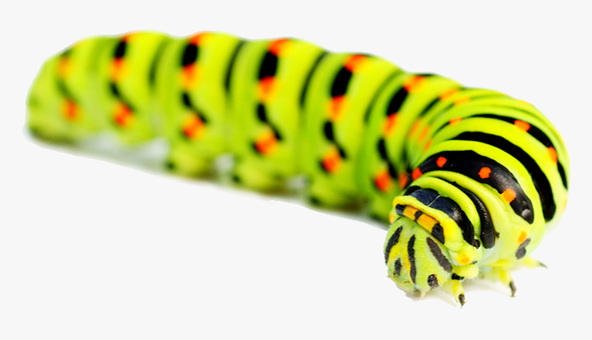 Caterpillar Png - Caterpillar With No Background, Transparent Png, Free Download