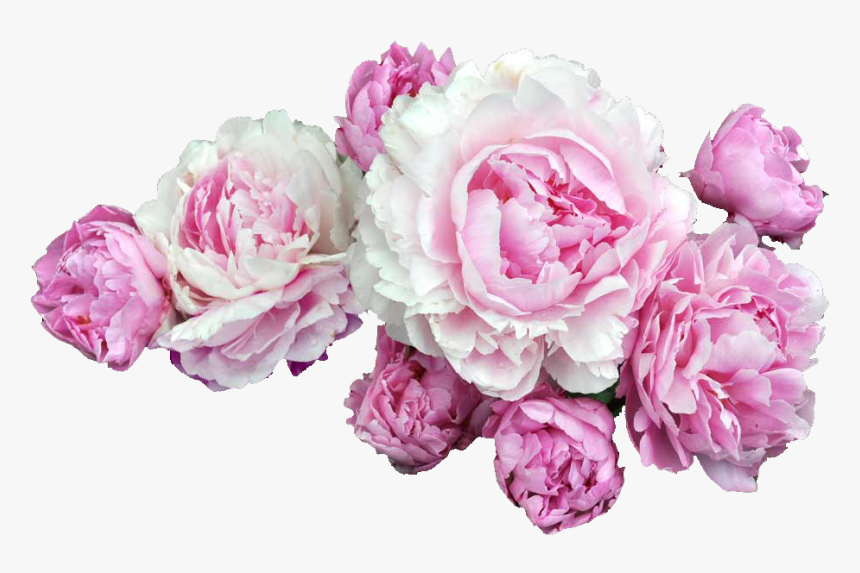 Pink Flowers Desktop Wallpaper Clip Art - Steve Buscemi Flower Crown, HD Png Download, Free Download