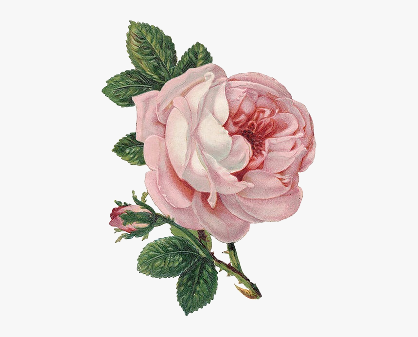 Clip Art Madame Amour Transparent Flower - Transparent Background Flower Png, Png Download, Free Download
