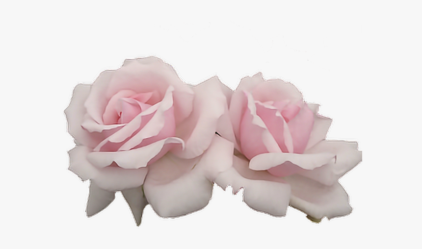 #rose #pink #two #tumblr #editpng #pngedit #pngedits - Aesthetic Pink Flowers Png, Transparent Png, Free Download