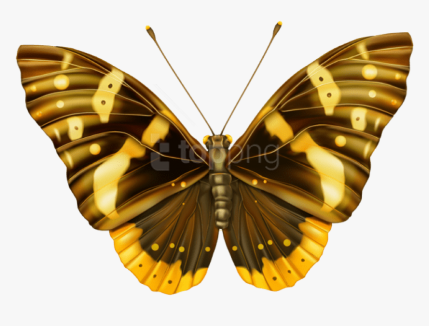 Larva - Butterfly Brown Png, Transparent Png, Free Download