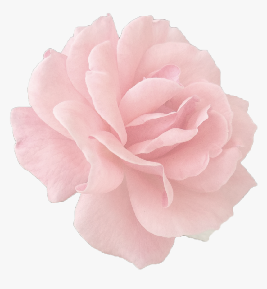 Peony - Rose Gold Rose Png, Transparent Png, Free Download