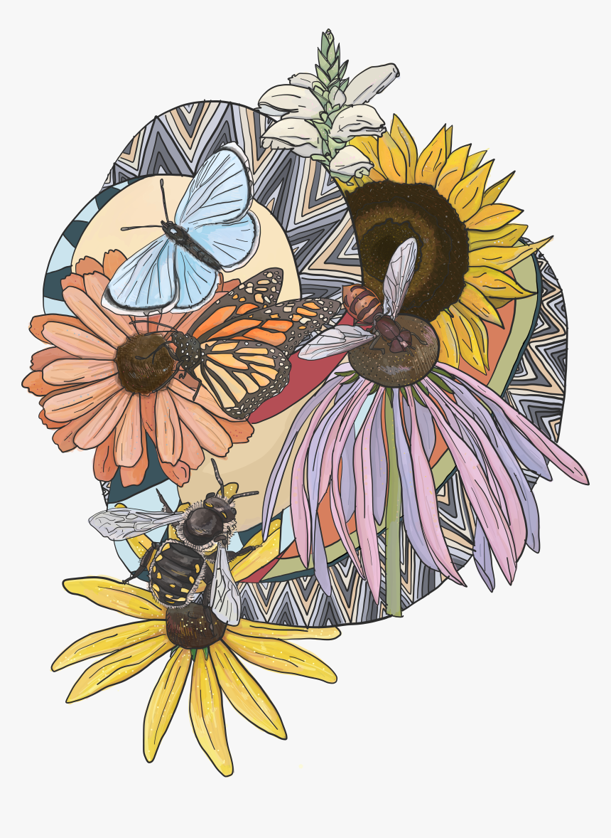 From Pollinator Path Project, HD Png Download, Free Download