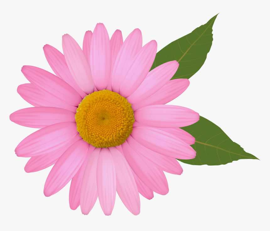 Pink Daisy Png Clipart Image - Daisy Flower Picture Clipart, Transparent Png, Free Download