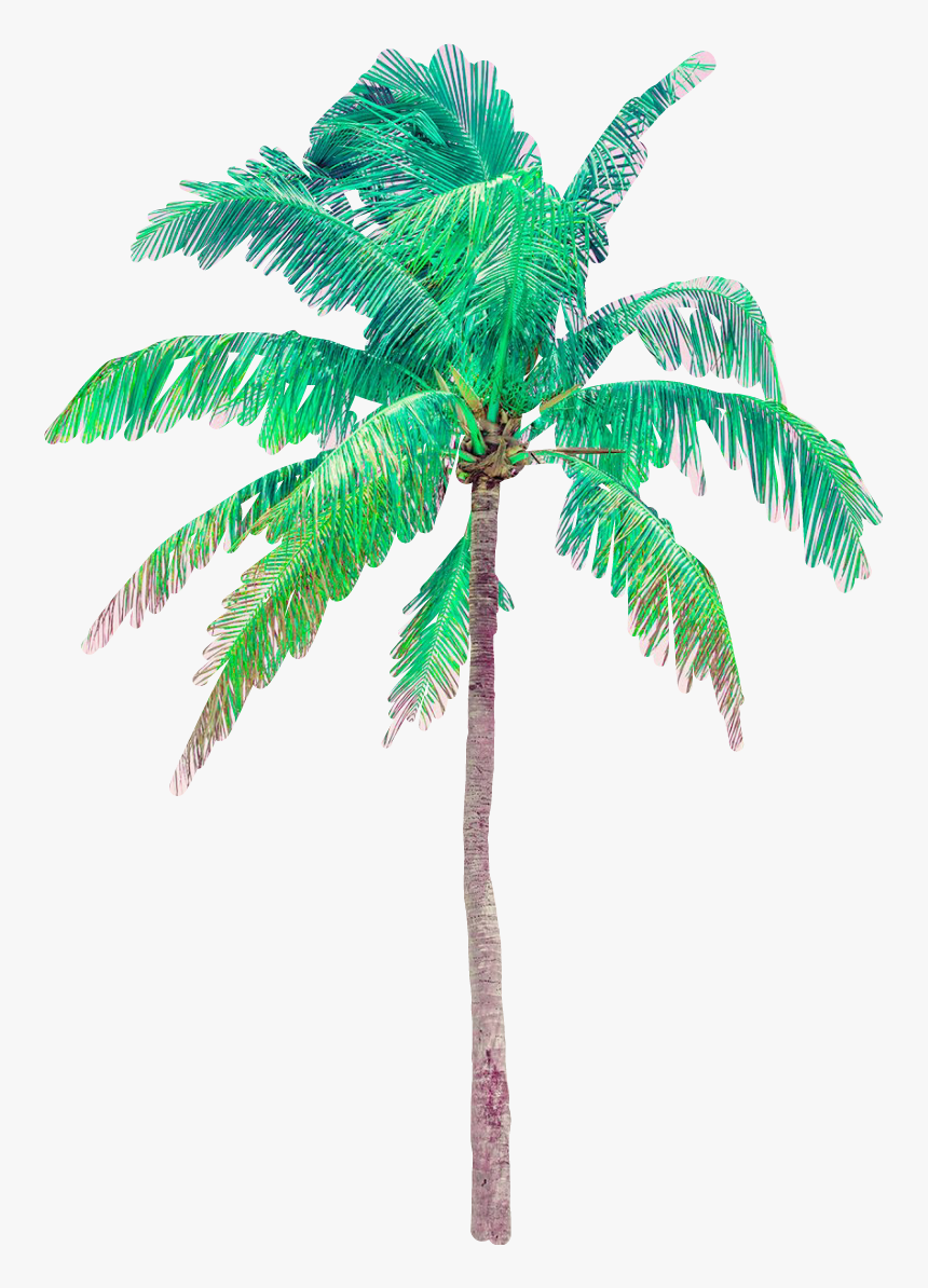 #palmtree #palmera #summer #vacation - Attalea Speciosa, HD Png Download, Free Download