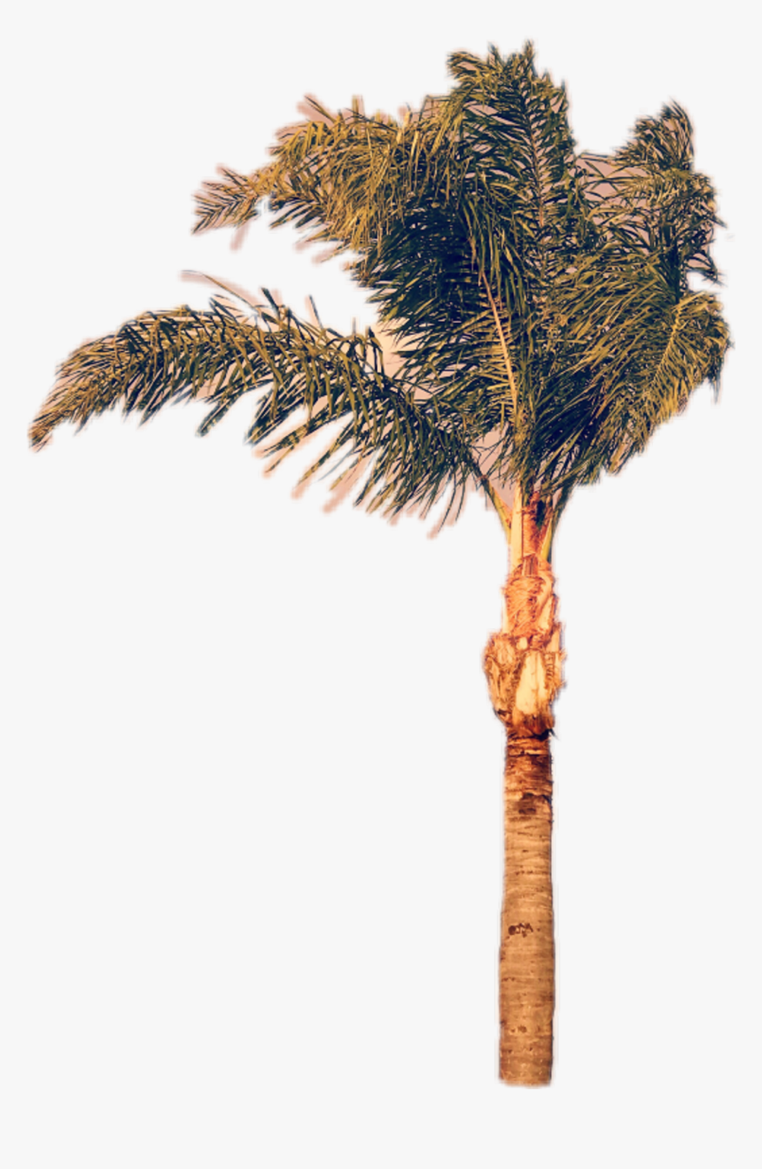 Pond Pine , Png Download - Pond Pine, Transparent Png, Free Download