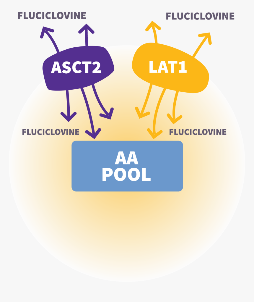 Mechanism Of Action For Axumin - Axumin Mechanism Of Action, HD Png Download, Free Download