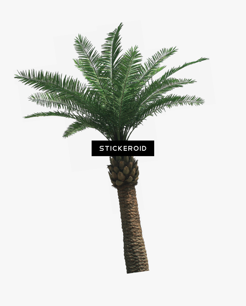 Tropical Palm Tree Nature - Palm Oil Tree Png, Transparent Png, Free Download