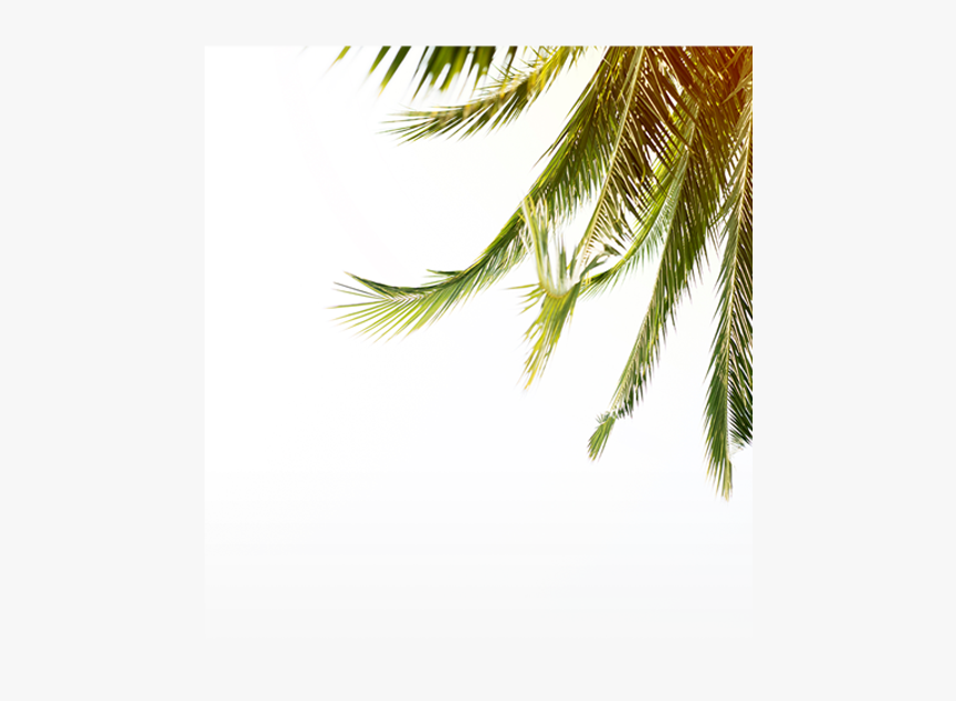 Fern, HD Png Download, Free Download