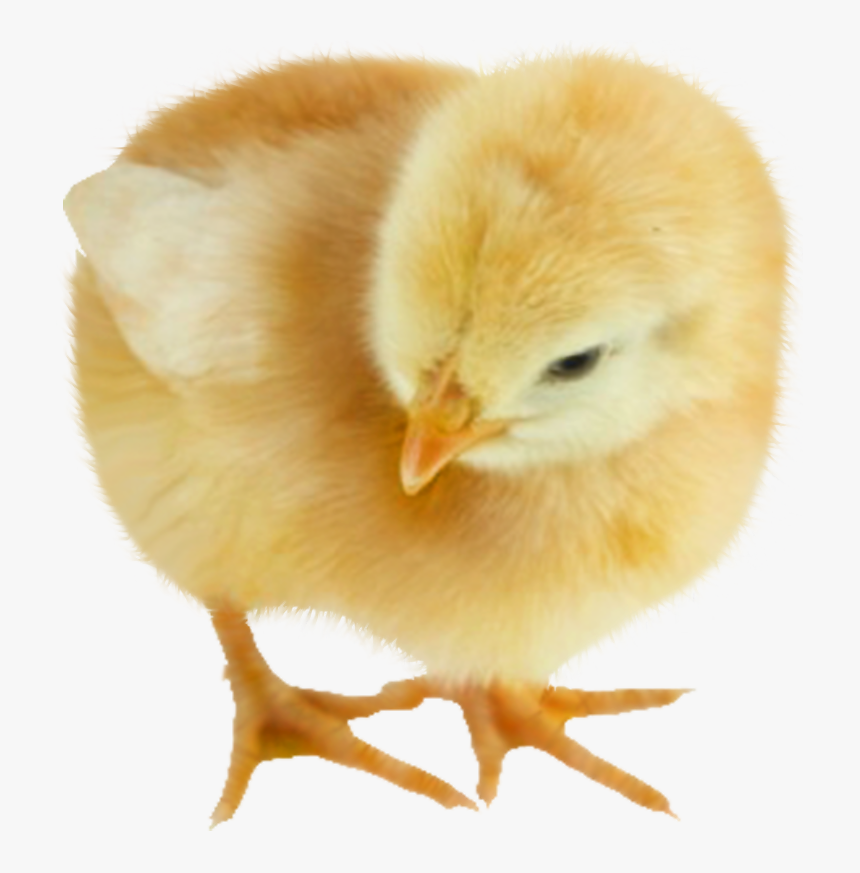 Baby Chickens Png Images For Create Picture - Chicken, Transparent Png, Free Download