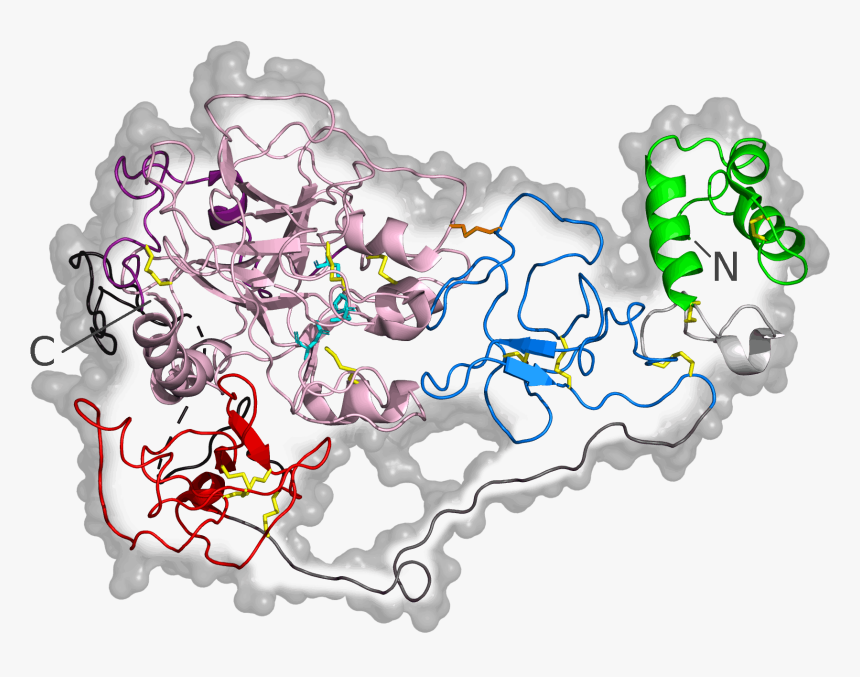 Human Prothrombin Mutant 6c2w Closed Structure - Prothrombin Structure, HD Png Download, Free Download