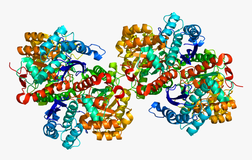 Protein Eno1 Pdb 2psn - Alpha Enolase Structure, HD Png Download, Free Download