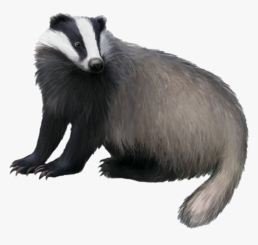 Honey Badger Transparent Png - Badger Png, Png Download, Free Download