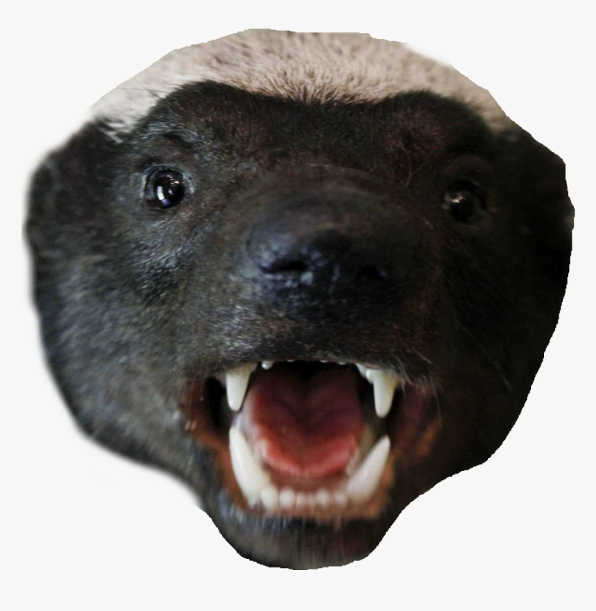 Honey Badger Png Clipart Library Stock - Honey Badger Png, Transparent Png, Free Download