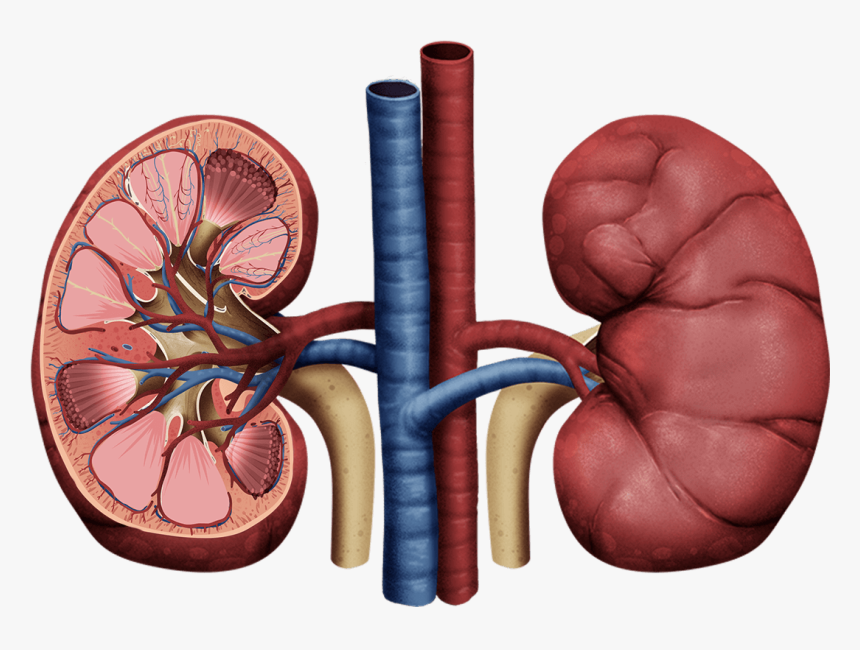 Thumb Image - Transparent Background Kidney Png, Png Download, Free Download