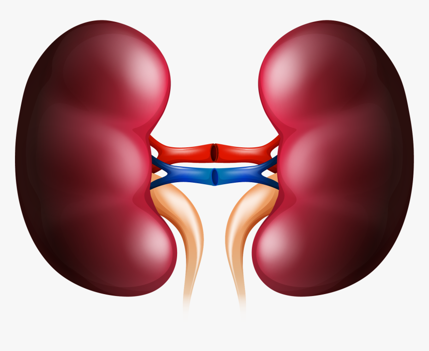 Kidney Huge Freebie Download For Powerpoint - Kidney Png, Transparent Png, Free Download